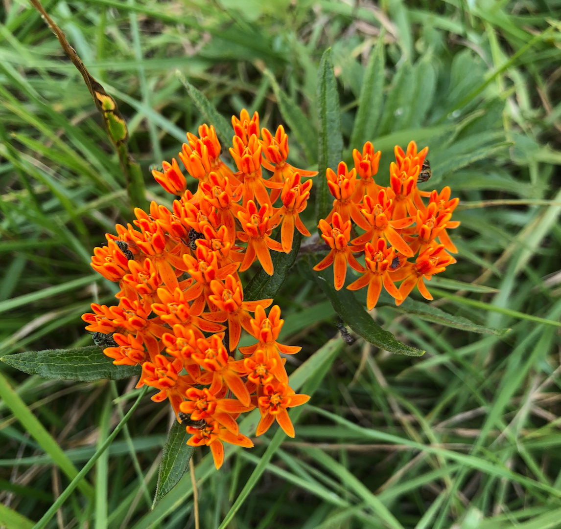 Screen Shot 2020-08-27 at 8.46.45 PM