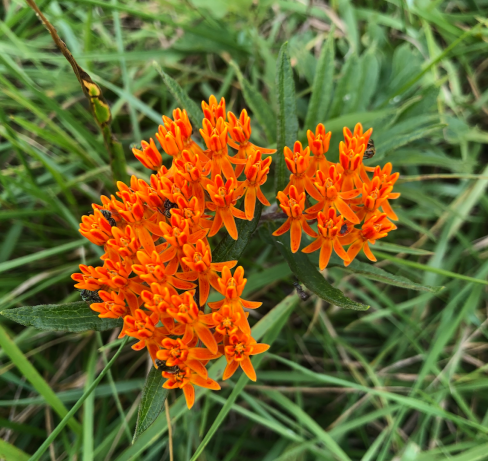 Screen Shot 2020-08-27 at 8.46.45 PM